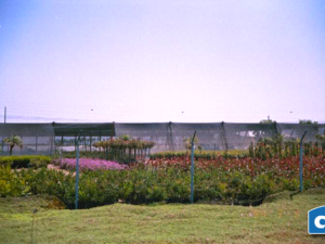 Bird Aviary