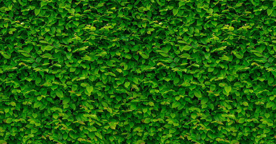 bush-5