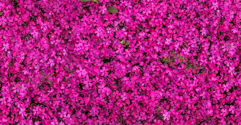 flowers-9