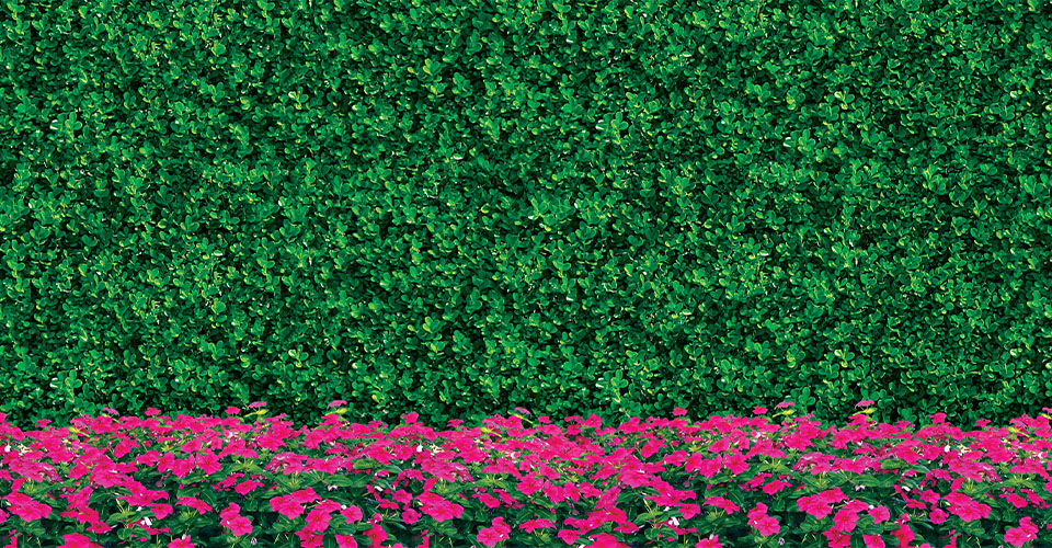 hdgepink-2