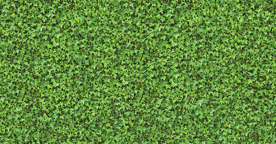 ivy-7